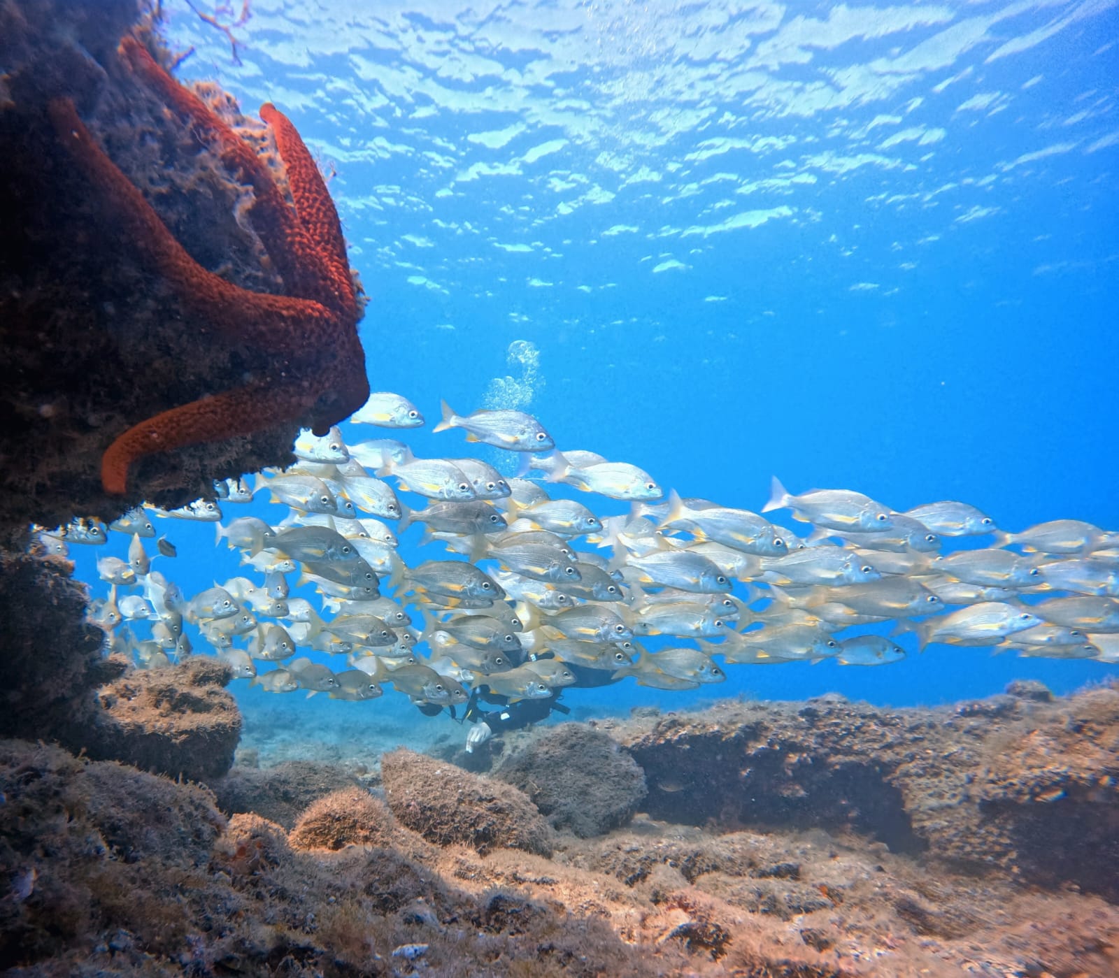Buceo y Snorkel Fuerteventura